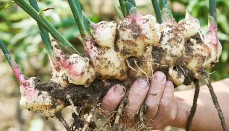 Stop Buying Ginger - Here’s How To Grow An Endless Supply Of Ginger Right At Home