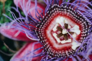 4 Most Beautiful But Weirdest Flowers in the World