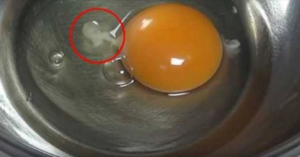 Do you know what that white "spot" is in a raw egg? (VIDEO)